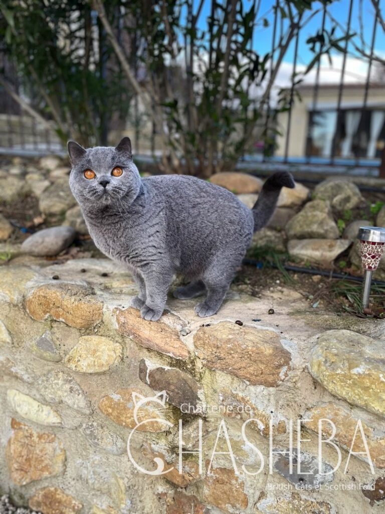 british shorthair bleu