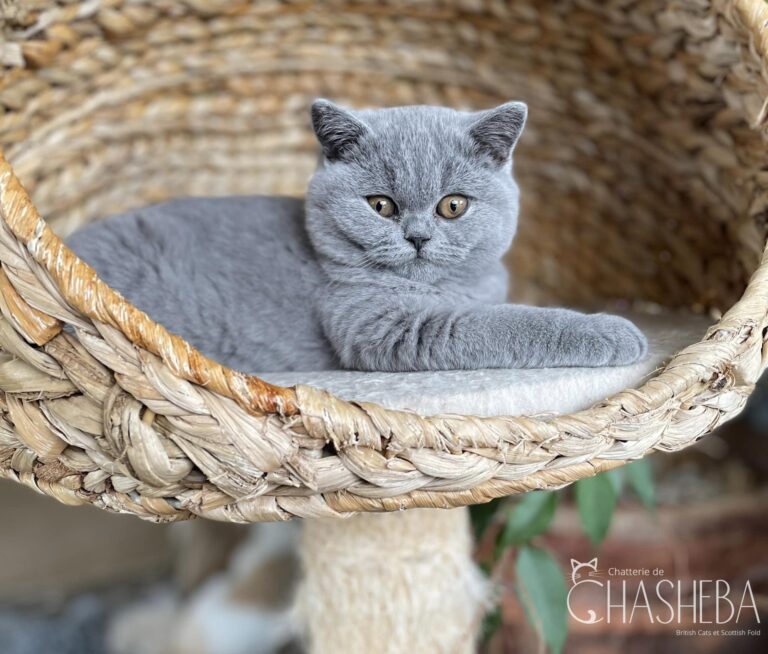 chaton british shorthair bleu