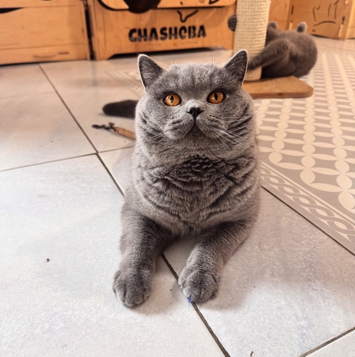 british shorthair male