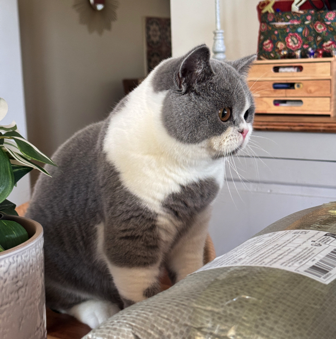 British Shorthair bleu et blanc