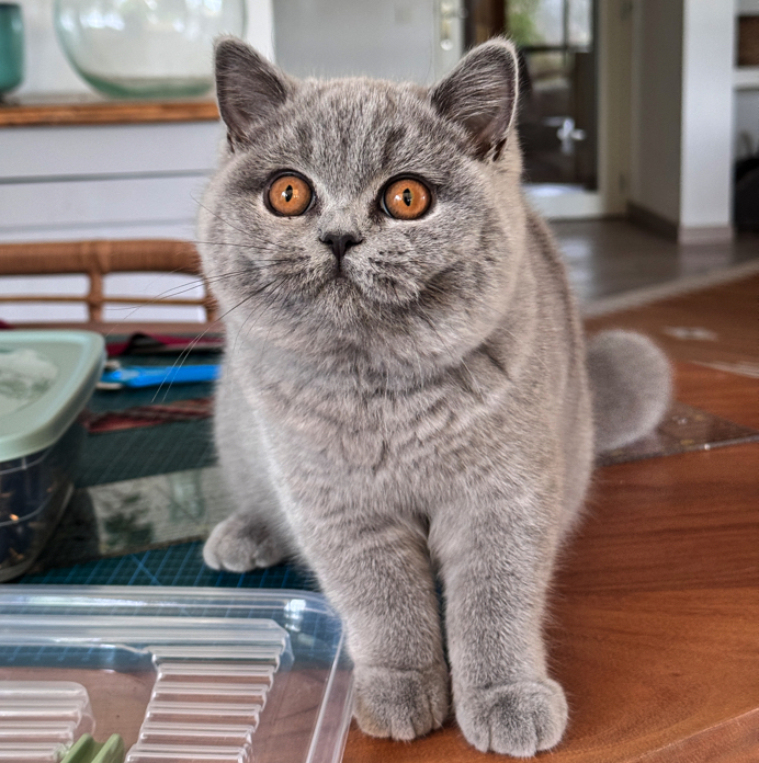 chat british shorthair