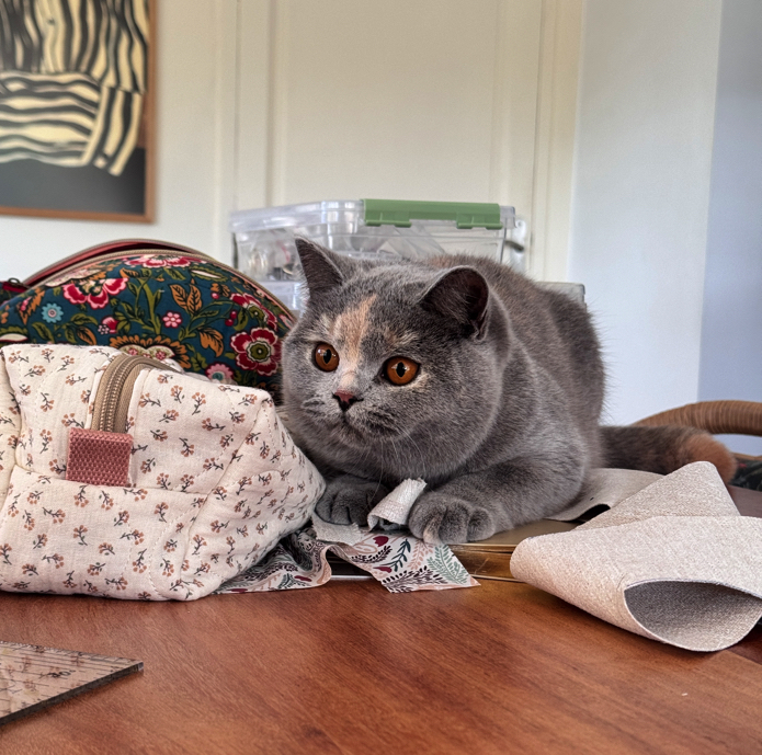 chaton british shorthair bleu creme