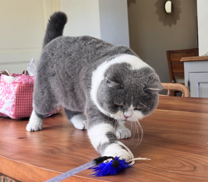 british shorthair bicolore bleu et blanc