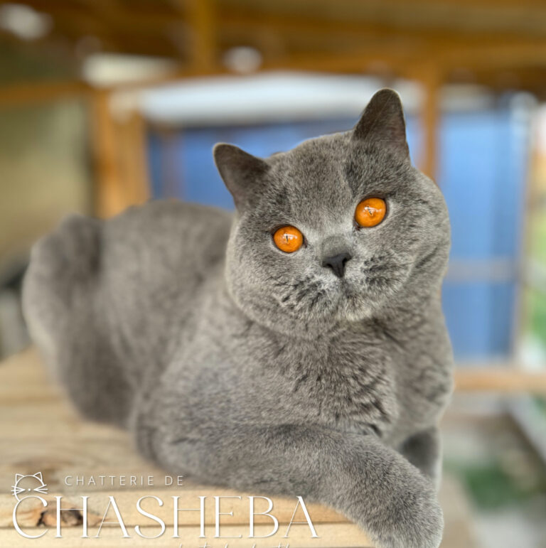 british shorthair bleu