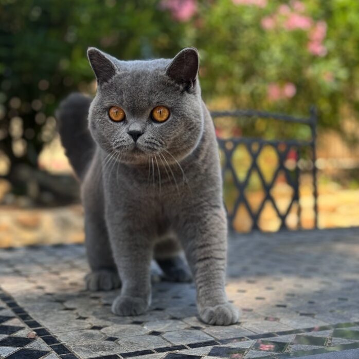 mâle British shorthair