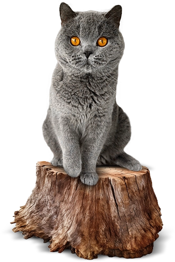 elevage de British shorthair