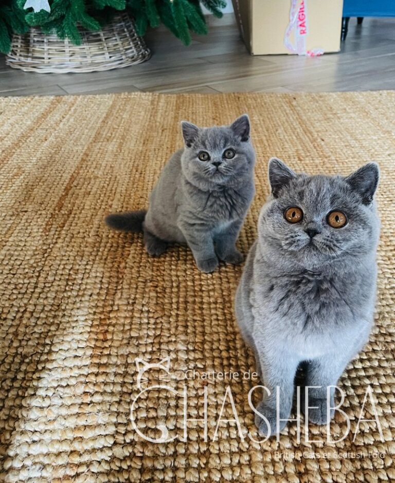 chaton british shorthair bleu