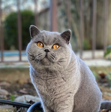 mâle british shorthair