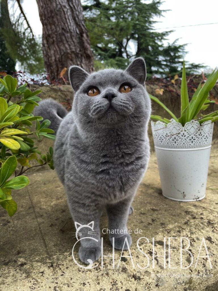 femelle british shorthair bleue