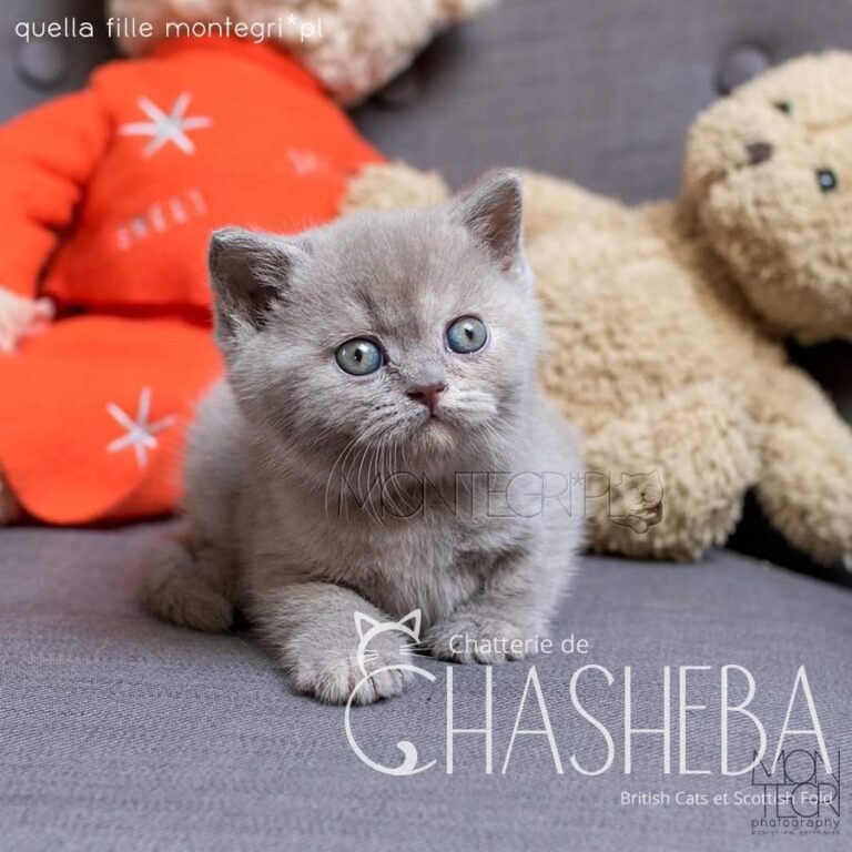 chaton british shorthair lilas tortie