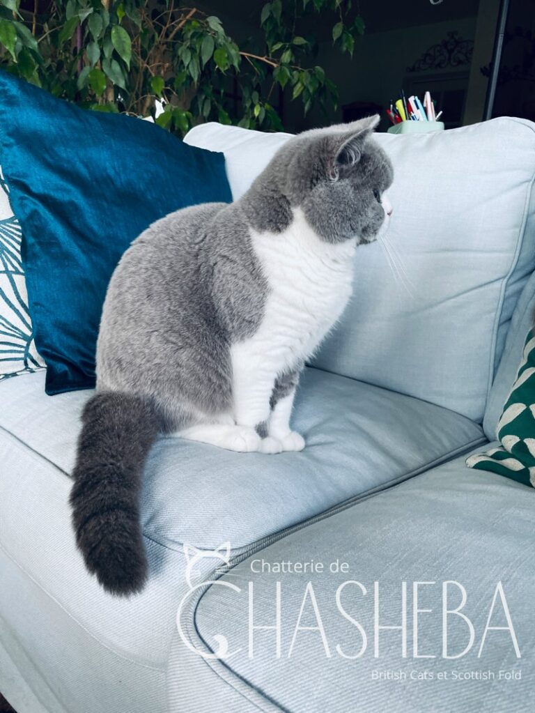 british shorthair bleu & blanc