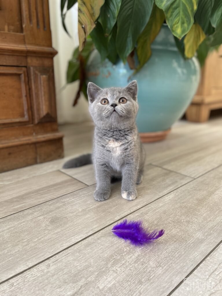 chaton british shorthair bleu tortie