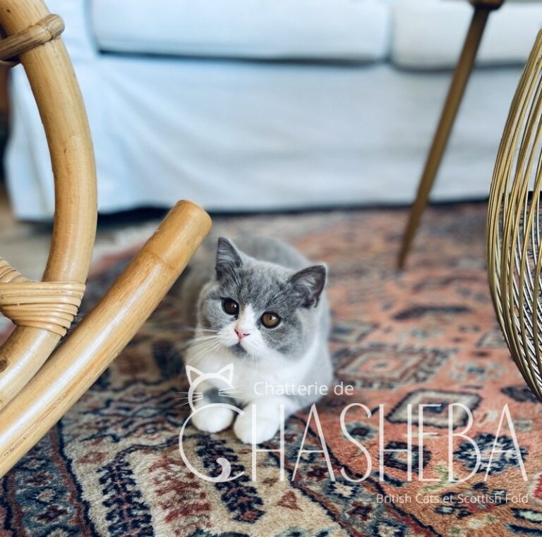 british shorthair bleu & blanc