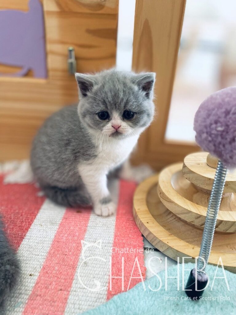 chaton british shorthair bleu & blanc