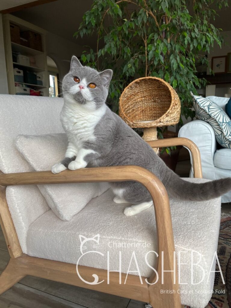 chaton british shorthair bleu & blanc