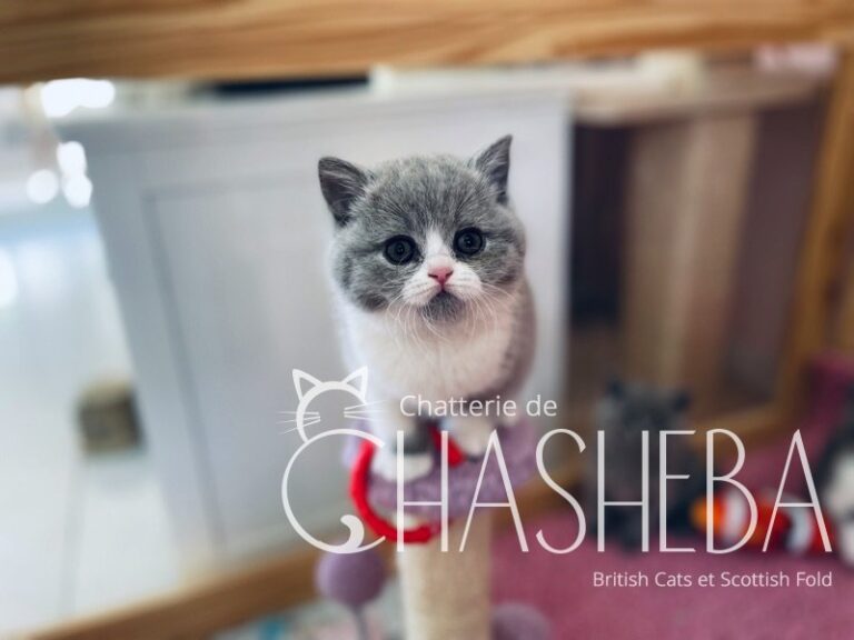 chaton british shorthair bleu & blanc