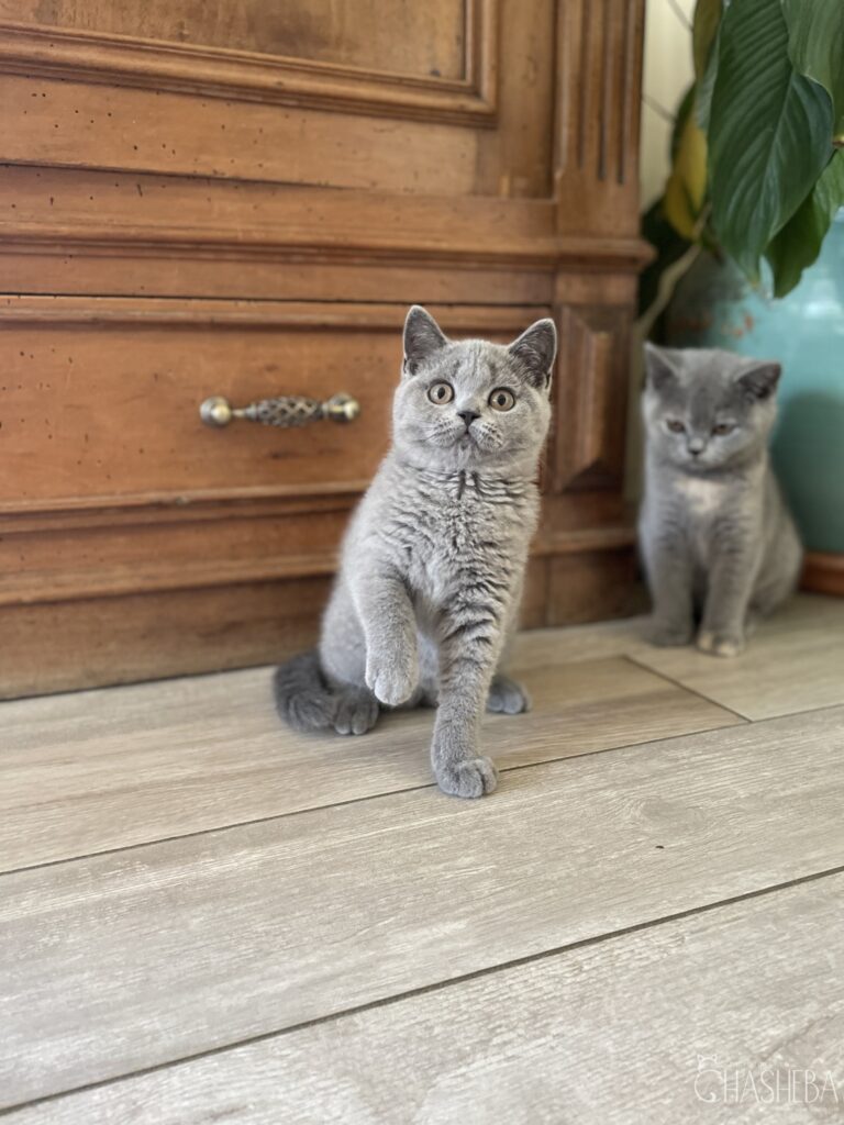 chaton british shorthair bleu