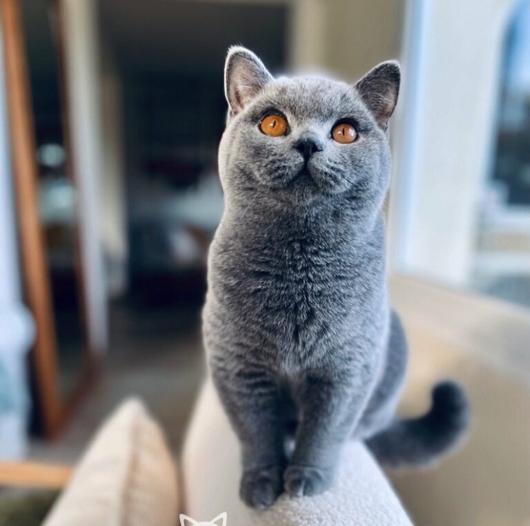 femelle british shorthair bleu