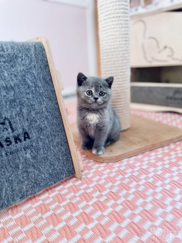 chaton british shorthair bleu tortie