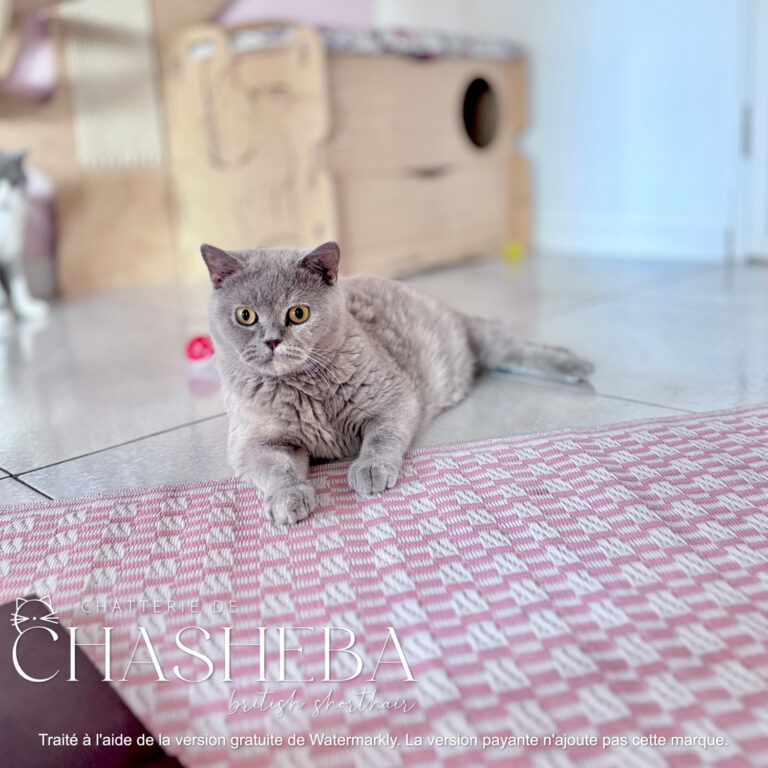 british shorthair lilas crème