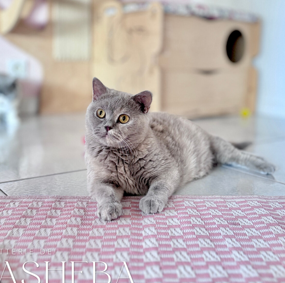 british shorthair lilas