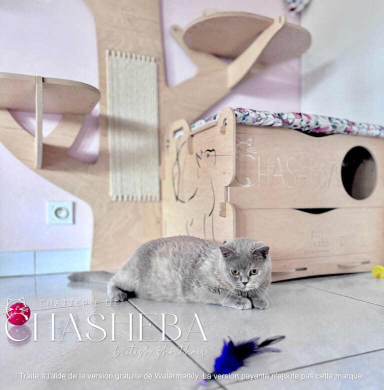 british shorthair lilas