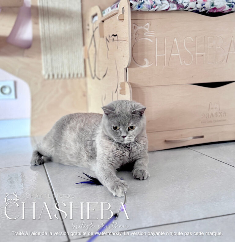 british shorthair lilas