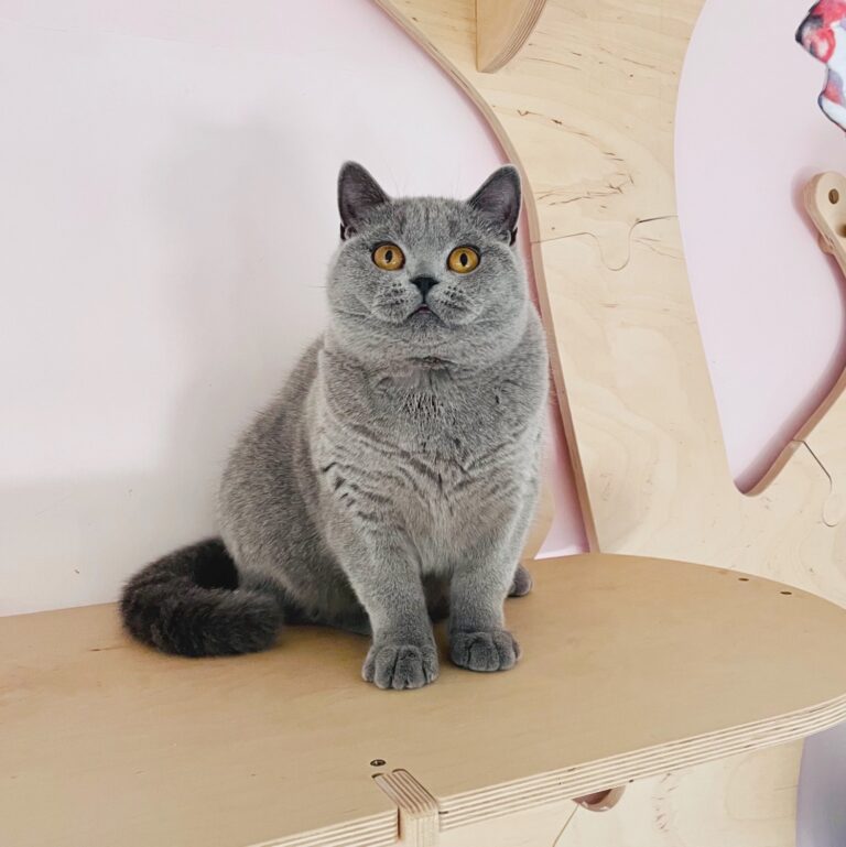 BRITISH SHORTHAIR BLEU