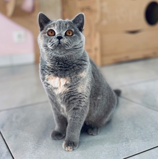 british shorthair bleu tortie