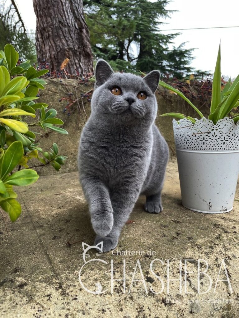 femelle british shorthair bleu