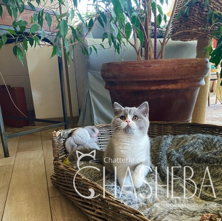 chaton british shorthair bleu & blanc