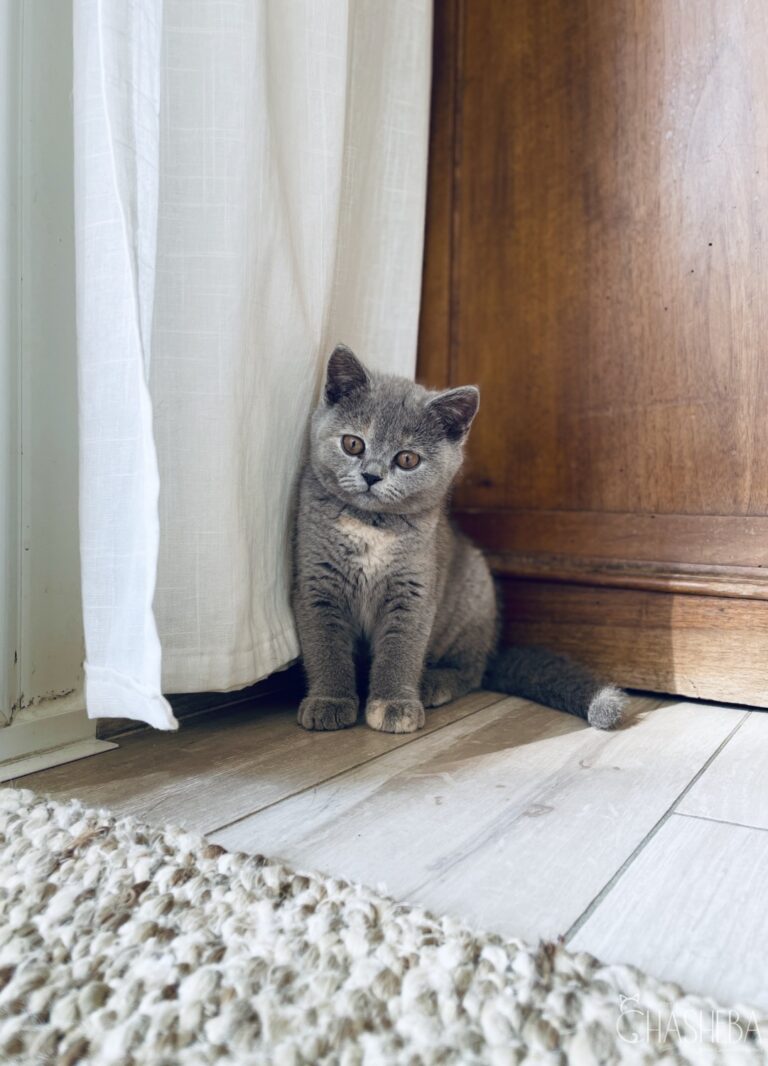 chaton british shorthair bleu tortie