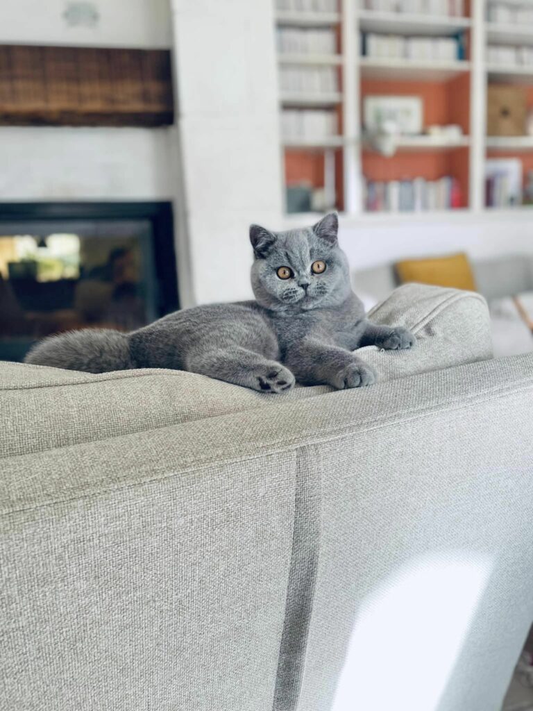 chaton British shorthair bleu