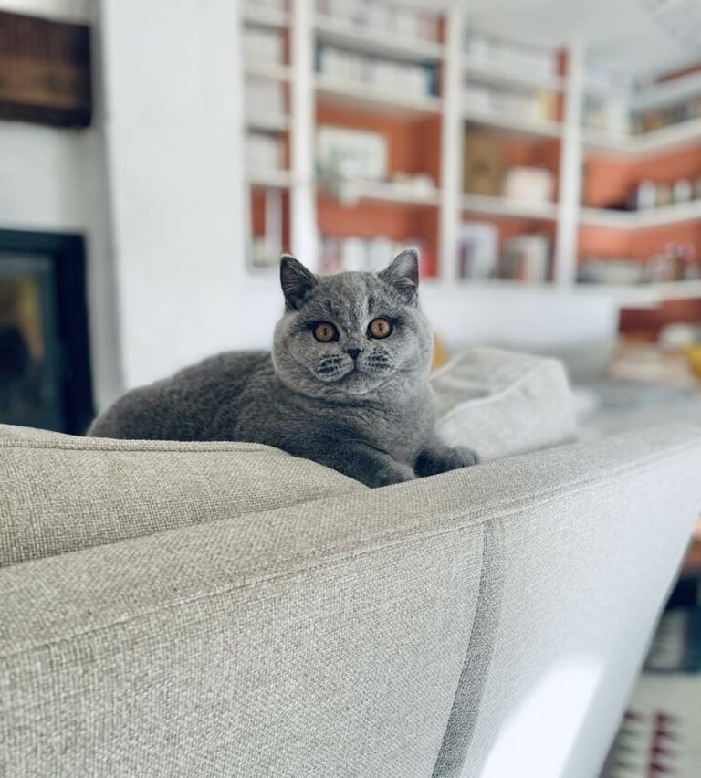 chaton british shorthair