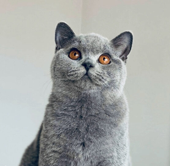 femelle British shorthair