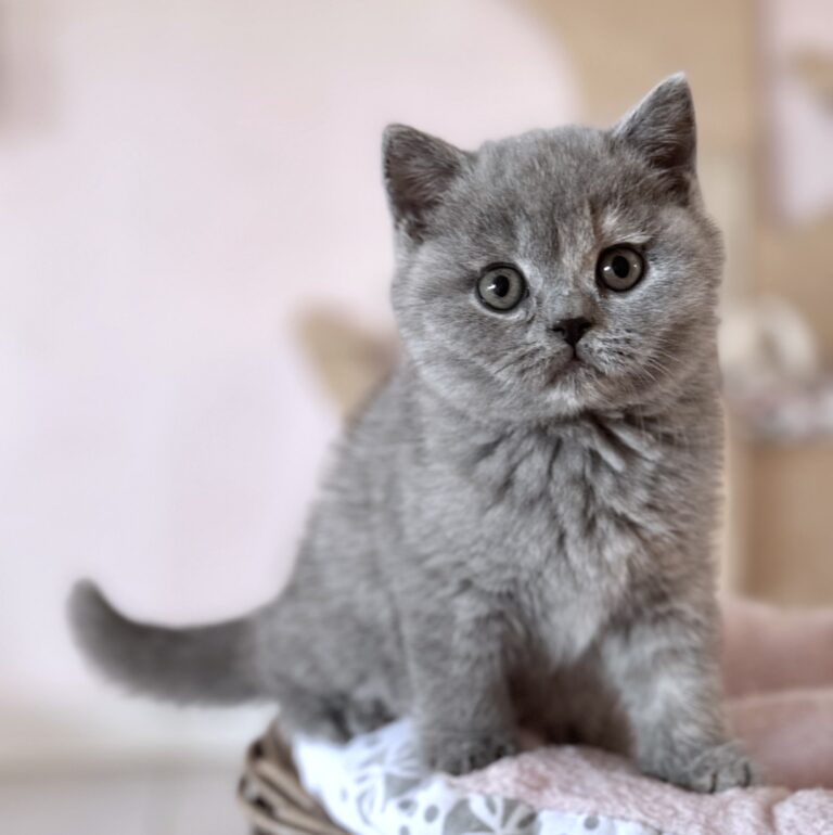 chaton british shorthair bleue crème