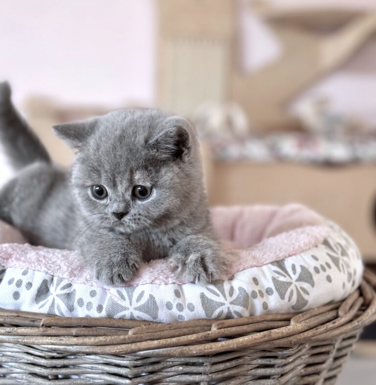 chaton british shorthair bleu disponible