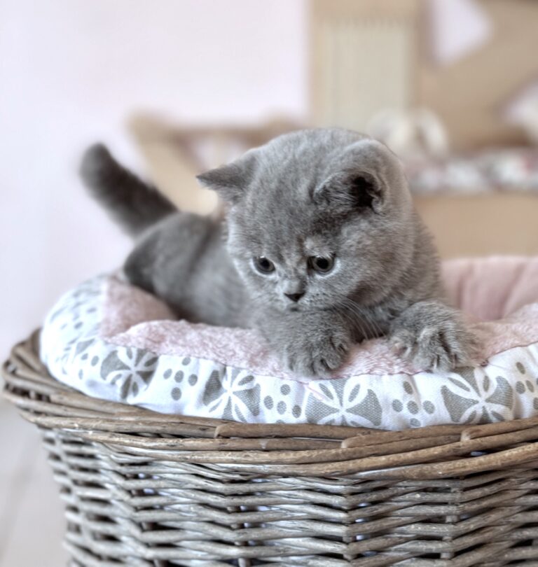 chaton british shorthair bleue crème