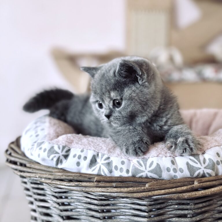 chaton british shorthair bleue crème