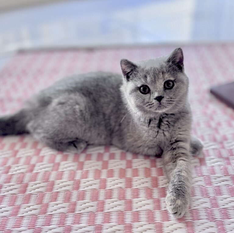 chaton british shorthair bleu creme