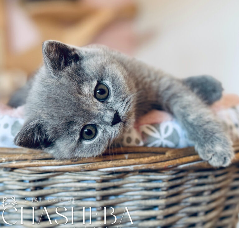 chaton british shorthair bleu creme