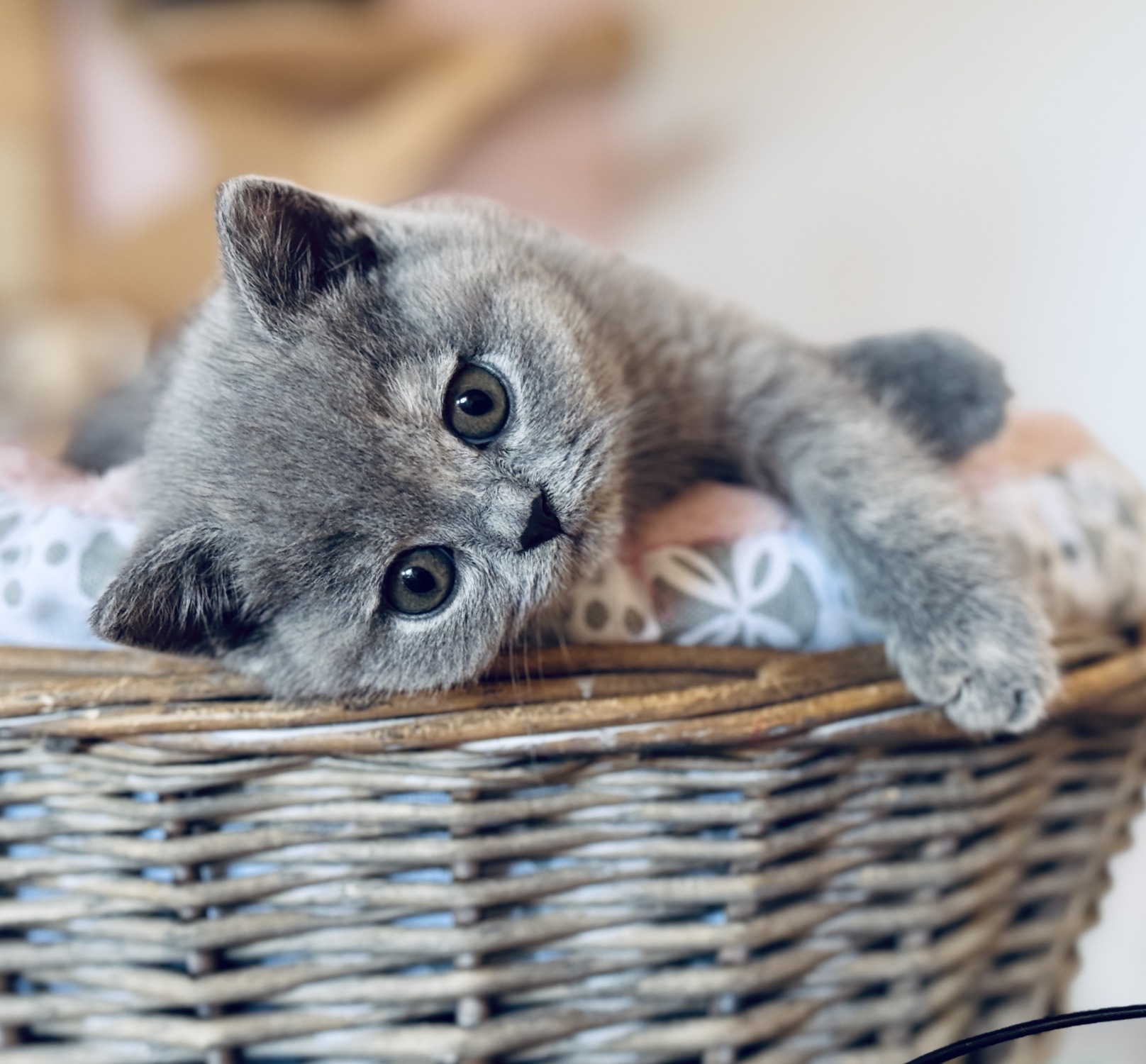 chaton british shorthair bleu creme