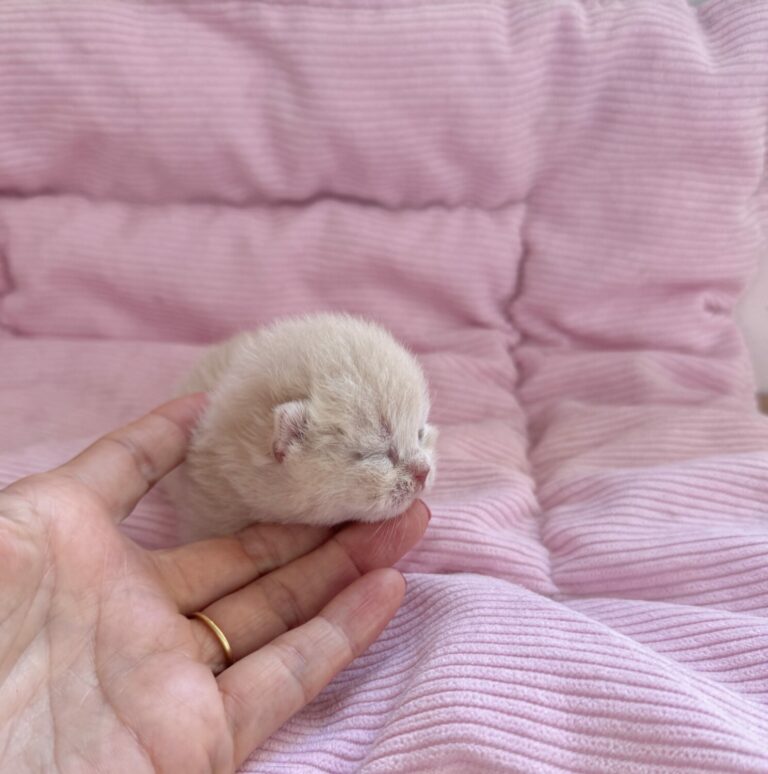 chaton British shorthair crème