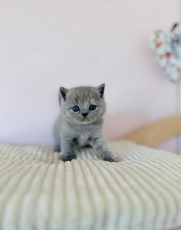 CHATON BRITISH