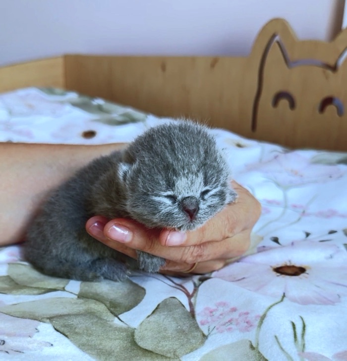 chaton british shorthair