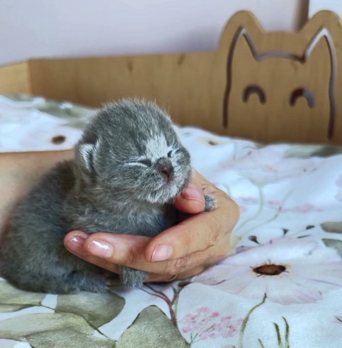 chaton british shorthair