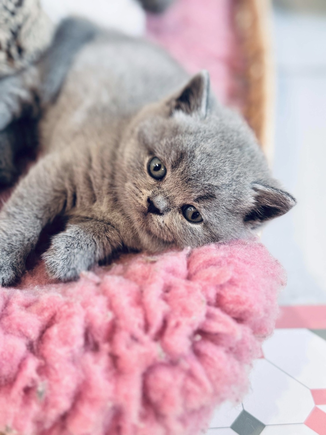 chaton british shorthair a vendre