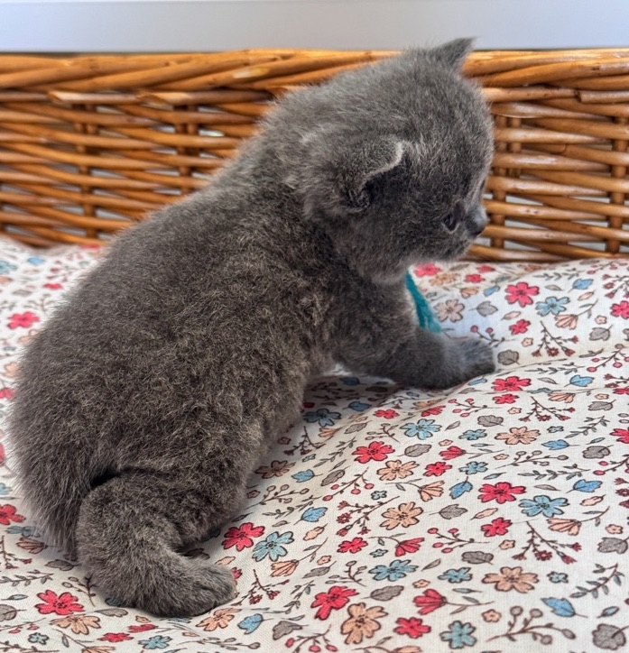 chaton british shorthair bleu